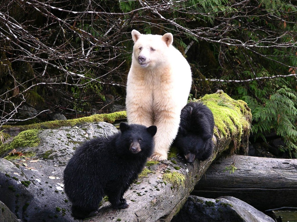 KermodeBear